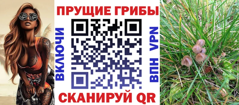 где можно купить   Карабулак  Псилоцибиновые грибы мицелий 